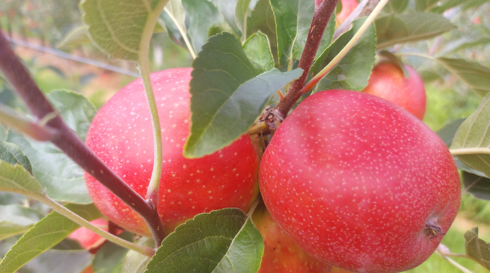Apfel